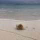 Crabs on the Beach The Maldives With Ocean Dimensions