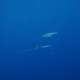 Two Devil Rays, also called Mobula Mantas in UNESCO Baa Atoll Biosphere Reserve in The Maldives Ocean dimensions