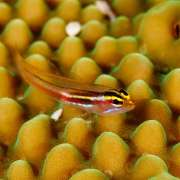 Ocean Dimensions Goby Fish