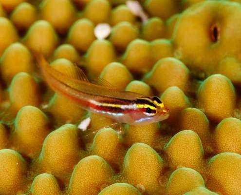 Ocean Dimensions Goby Fish