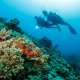 Dive Buddy Ocean Dimensions The Maldives