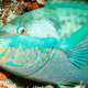 Parrot Fish Sleeping The Maldives With Ocean Dimensions