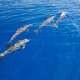 Dolphin Spotting in The Maldives with Ocean Dimensions