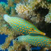 Fish Snorkelling Ocean Dimensions