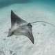 Eagle Ray in The Maldives With Ocean Dimensions