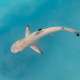 Blacktip Reef Shark The Maldives With Ocean Dimensions