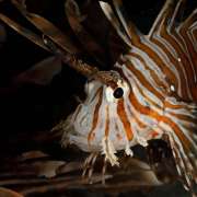 Lionfish at Ocean Dimensions Maldives