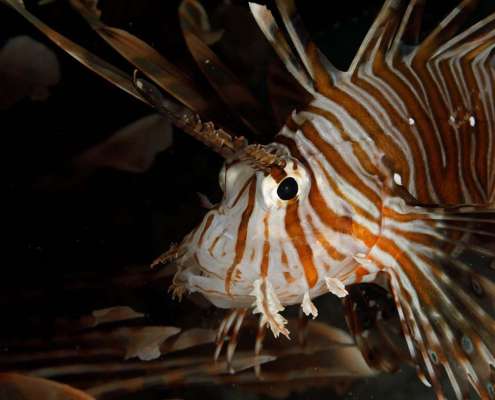 Lionfish at Ocean Dimensions Maldives