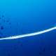 Flute Fish Maldives Long Skinny Fish The Maldives With Ocean Dimensions