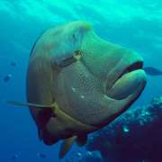 Napoleon Wrasse Underwater at Ocean Dimensions Maldives