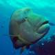 Napoleon Wrasse Underwater at Ocean Dimensions Maldives