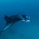 Manta Season The Maldives With Ocean Dimensions