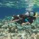 Diving in The Maldives with Ocean Dimensions
