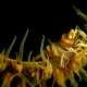 Night Diving vs Night Snorkelling Whipcoral Shrimp The Maldives With Ocean Dimensions