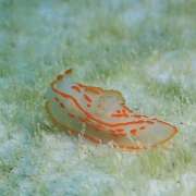 Nudibranch Ocean Dimensions Maldives
