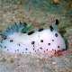 Nudibranch The Maldives With Ocean Dimensions