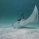 Manta in The Maldives with Ocean Dimensions