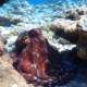 Octopus The Maldives With Ocean Dimen sions