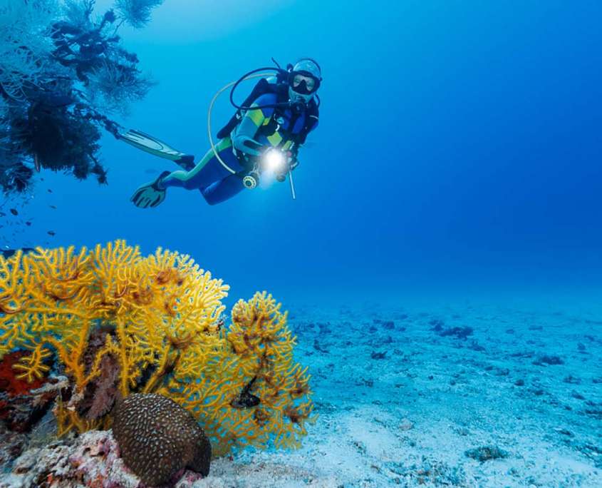 Petra_1600x900 Scuba diving at Ocean Dimension in the maldives
