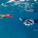 Snorkeling With the Mantas at Hanifaru Bay Ocean Dimensions Maldives