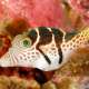Puffer Fish The Maldives With Ocean Dimen sions