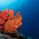 Orange Frog FishThe Maldives With Ocean Dimensions