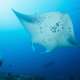 Manta Ray Reef Ocean Dimensions The Maldives