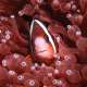 Clownfish at Ocean Dimensions Maldives
