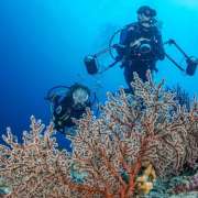 Coral Reef Scuba Divers at Ocean Dimensions Maldives