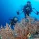 Coral Reef Scuba Divers at Ocean Dimensions Maldives