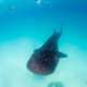 Whaleshark s The Maldives With Ocean Dimensions