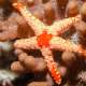 Starfish in The Maldives Ocean dimensions