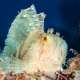 Scorpion Fish The Maldives With Ocean Dimensions