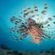 Fish Swimming Upside Down in The Maldives Ocean dimensions