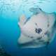 Top Dive Sites in Raa Atoll The Maldives With Ocean Dimensions