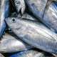 Tuna Fishing in The Maldives With Ocean Dimensions
