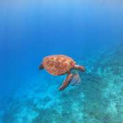 Turtle Maldives Ocean Dimensions