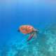 Turtle Maldives Ocean Dimensions