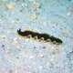 Flatworm in the Lagoon Brennia Kottefaru Maldives