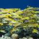 School of Fish The Maldives With Ocean Dimensions
