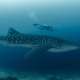 Whaleshark With Diver in The Maldives Ocean dimensions