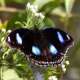Great Eggfly Butterfly The Maldives With Ocean Dimensions