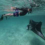Swimming with Manta Ray Ocean Dimensions