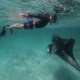 Swimming with Manta Ray Ocean Dimensions