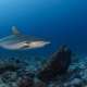 Greyreef Northeast Monsoon Spotted while Diving with Ocean Dimensions in The Maldives