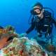 Moray Eels spotted by Diver while Diving with Ocean Dimensions in The Maldives