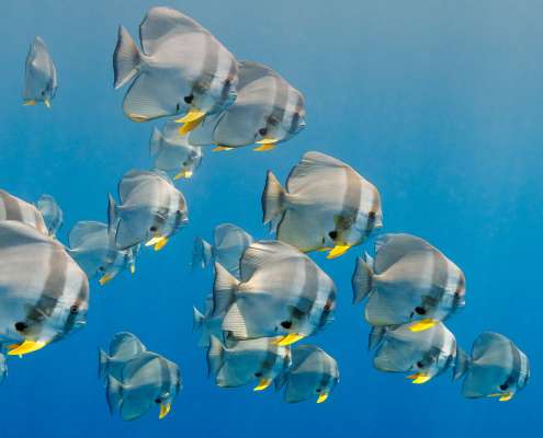 Batfish spotted scuba diving with Ocean Dimensions in The maldives