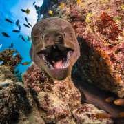 A Moray Eel spotted amongst Coral while Snorkelling and Diving with Ocean Dimensions in The Maldives