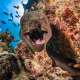A Moray Eel spotted amongst Coral while Snorkelling and Diving with Ocean Dimensions in The Maldives