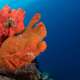 Coral spotted with Snorkelling and Diving with Ocean Dimensions in The Maldives